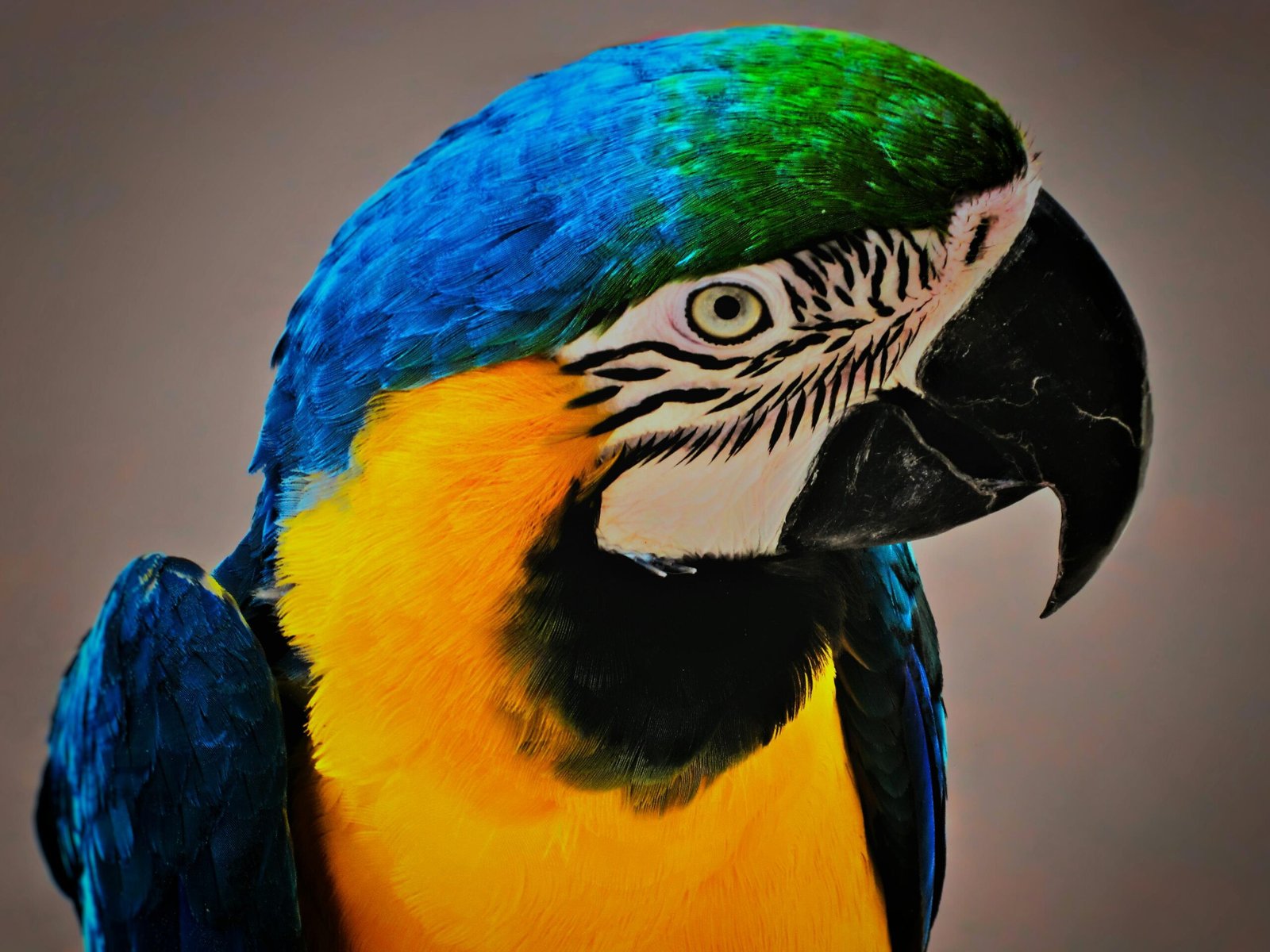 Detailed close-up of a colorful Blue and Yellow Macaw showcasing its vibrant feathers and striking features.