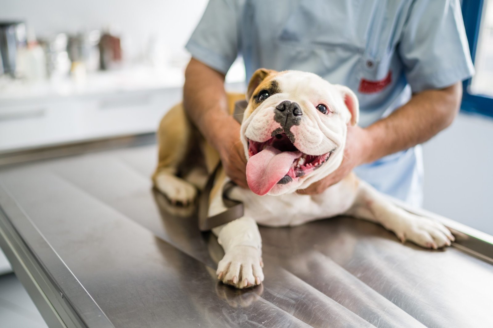 cute dog on operating table in hands of vet