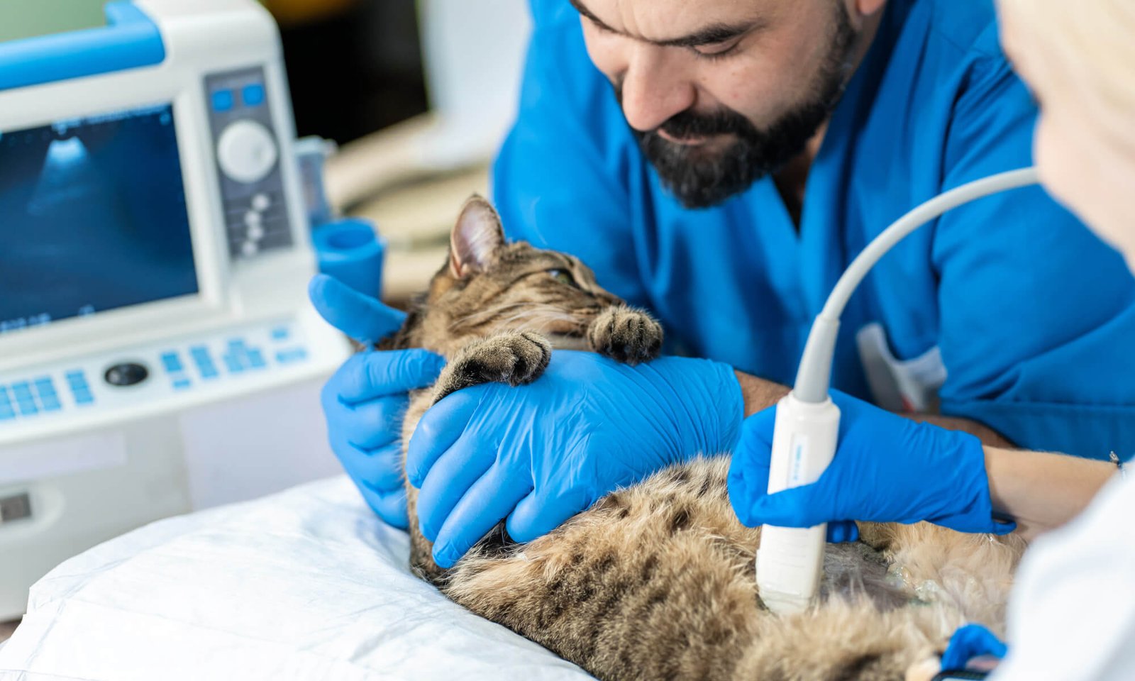 internal medicine pic